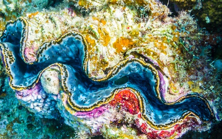 Giant Clam Biology Inspires Future Solar Research